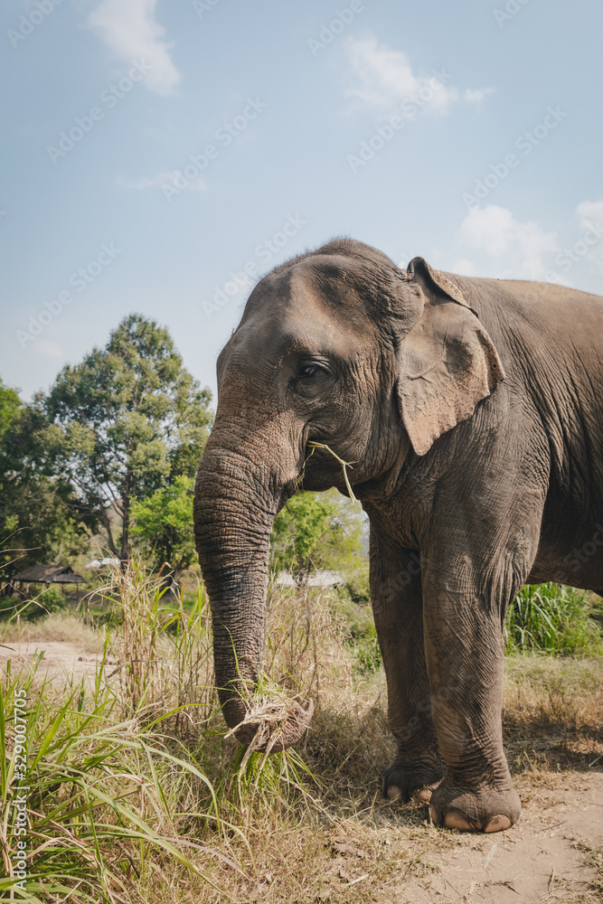 Big thai elephant eating grass