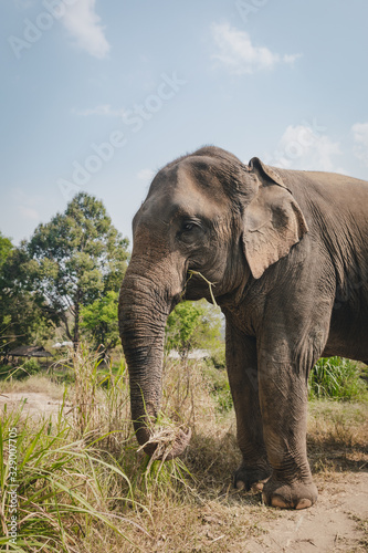 Big thai elephant eating grass © Khrystyna Pochynok
