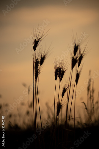 silhouette of grass in sunset