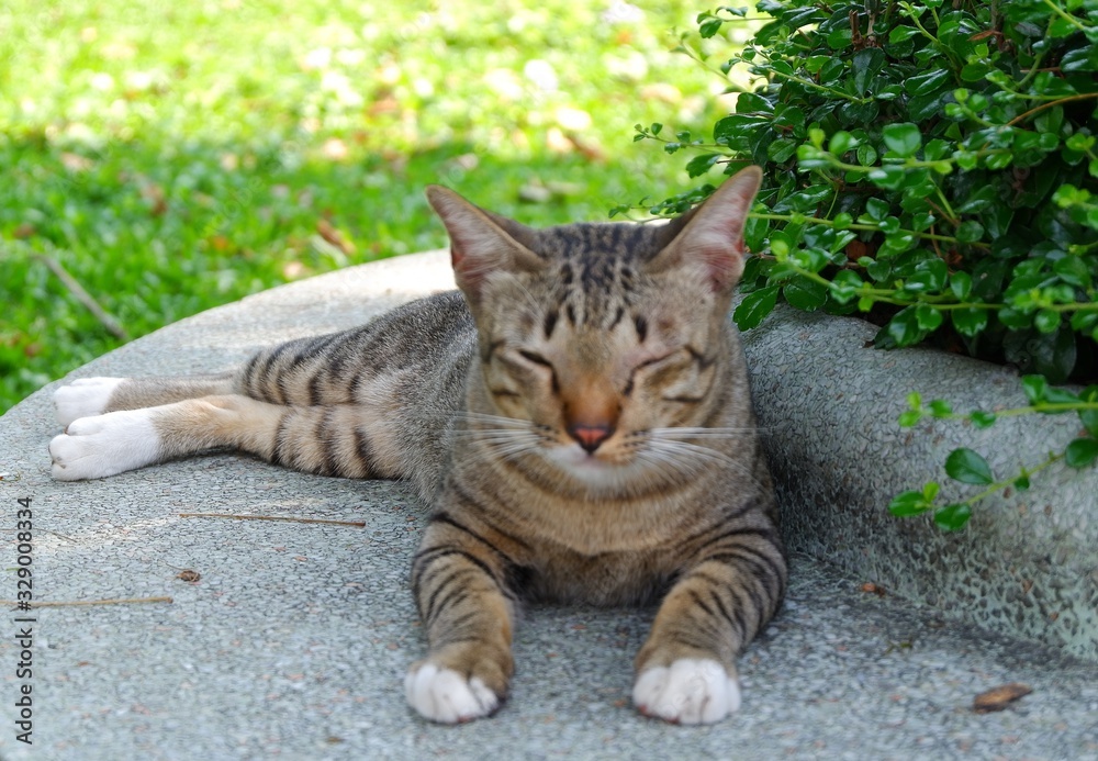 Cat lay down on street in the park