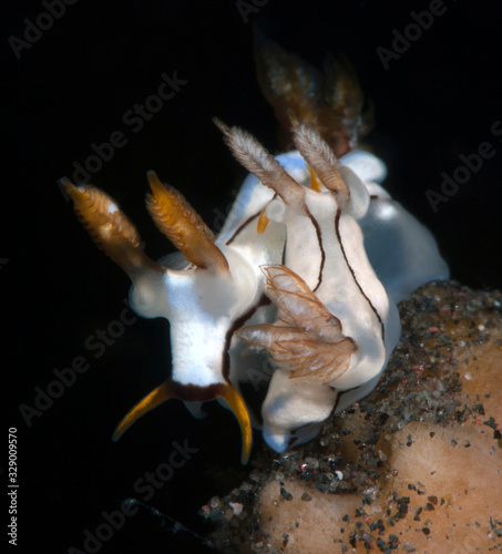 Nudibranch - sea slug - Trapania caerulea. Macro underwater world. Diving in Tulamben  Bali  Indonesia.