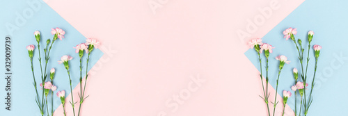Banner with carnation flowers on a pink and blue pastel background. Floral composition with place for text.