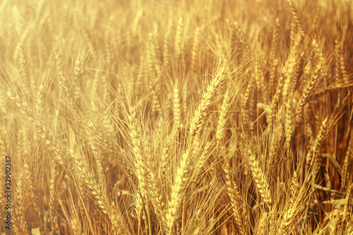 Field of wheat © Elena Odareeva