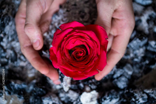 Fototapeta Naklejka Na Ścianę i Meble -  red rose in the hands of a man on the background of burnt ash