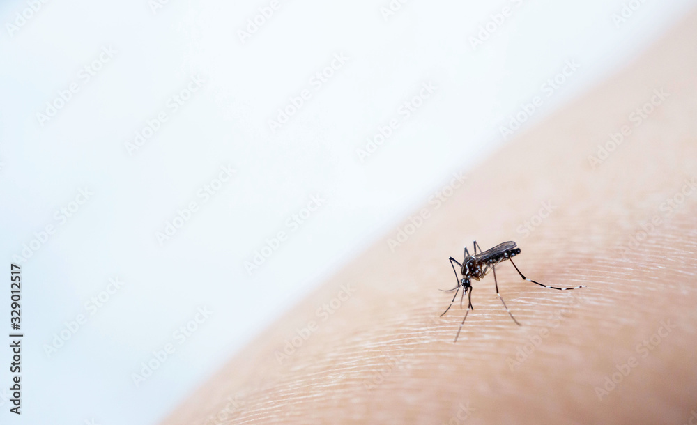 Mosquito sucking blood on human skin cause sick, Malaria,Dengue,Chikungunya,Mayaro fever,Dangerous Zica virus,influenza,Zika virus Mosquito sucking blood on human skin cause sick, Malaria,Dengue,Chikungunya,Mayaro fever,Dangerous Zica virus,influenza,Zika virus