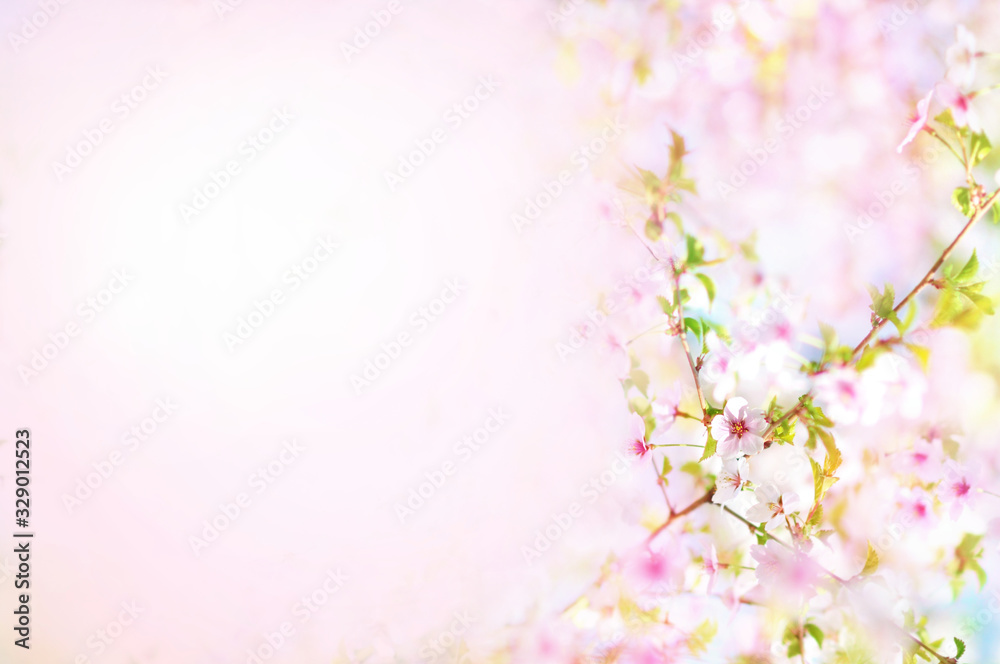 Spring cherry blossom, springtime pink flowers bloom, pastel and soft floral card, selective focus, shallow DOF, toned Spring cherry blossom, springtime pink flowers bloom, pastel and soft floral card, selective focus, shallow DOF, toned