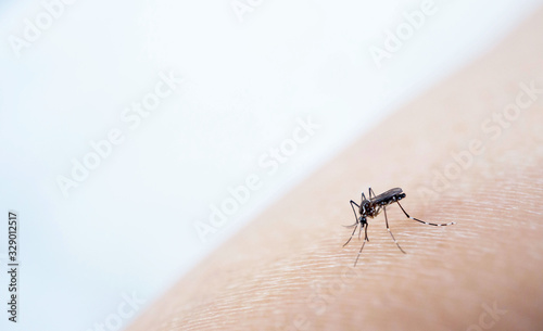 Mosquito sucking blood on human skin cause sick, Malaria,Dengue,Chikungunya,Mayaro fever,Dangerous Zica virus,influenza,Zika virus © sirinyapak