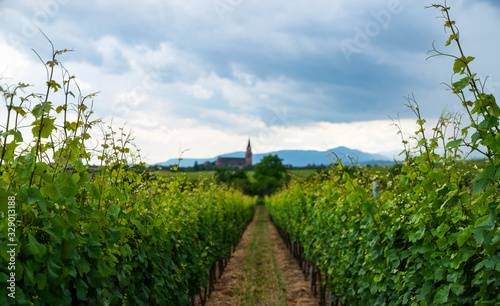 Spectacular summer view of the vineyards around the Wine Road of Alsace, Eastern France. View of chateau through the vineyard.