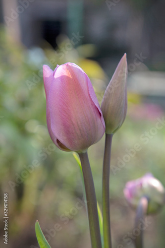 Fresh Tulip In Country Garden