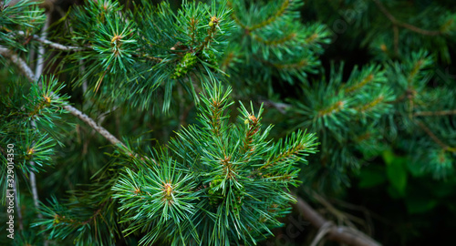 Green background of fir branches. Branch of coniferous tree with green needles. View with space for your text. Fir tree branches. Selective focus. Fluffy fir tree brunch close up.