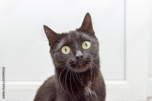 Portrait of the young surprised black cat with yellow eyes on a white background looking at camera