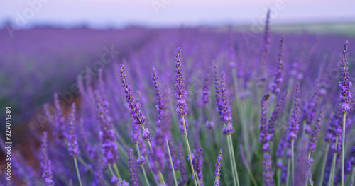 Panorama field lavender morning summer blur background. Spring lavender background. Flower background. Shallow depth of field. Vintage tone filter effect with noise and grain.