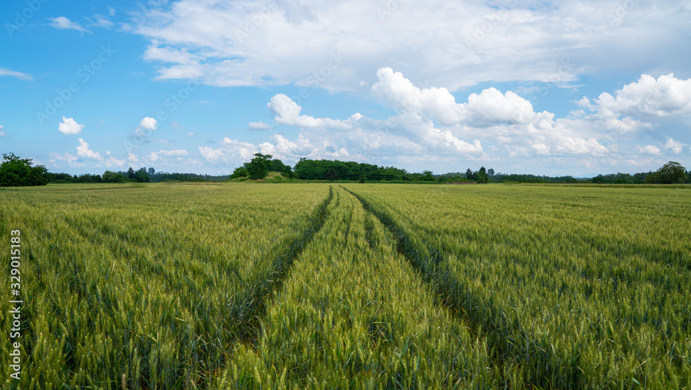 Wheat field and countryside scenery. Сultivated fields landscape in rural France. Spring wheat field with a dirt road.