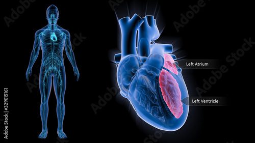 Left Atrium and Left Ventricle photo