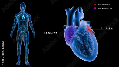 Righjt and Left Atriums photo