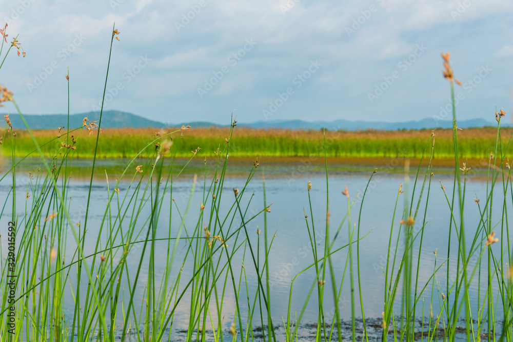 Obraz premium Bokor Mountain National Park in Kampot, Cambodia