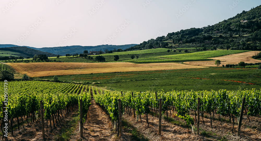 Traditional countryside and landscapes of beautiful Tuscany. Fields in golden colors, vineyards and cypresses. Holiday, traveling concept. Agro tour of Europe.