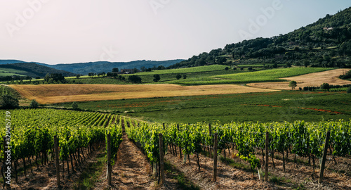 Traditional countryside and landscapes of beautiful Tuscany. Fields in golden colors  vineyards and cypresses. Holiday  traveling concept. Agro tour of Europe.