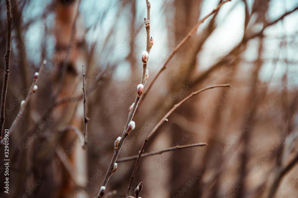 Willow branch with blossom buds in the spring forest Willow branch with blossom buds in the spring forest