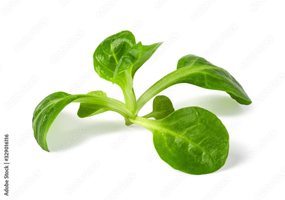 Obraz premium Corn Salad Leaves