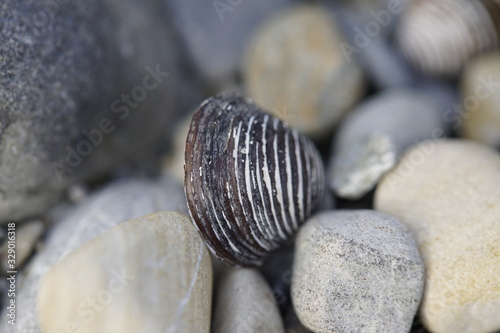 Muschel mit Steinen am Seeufer