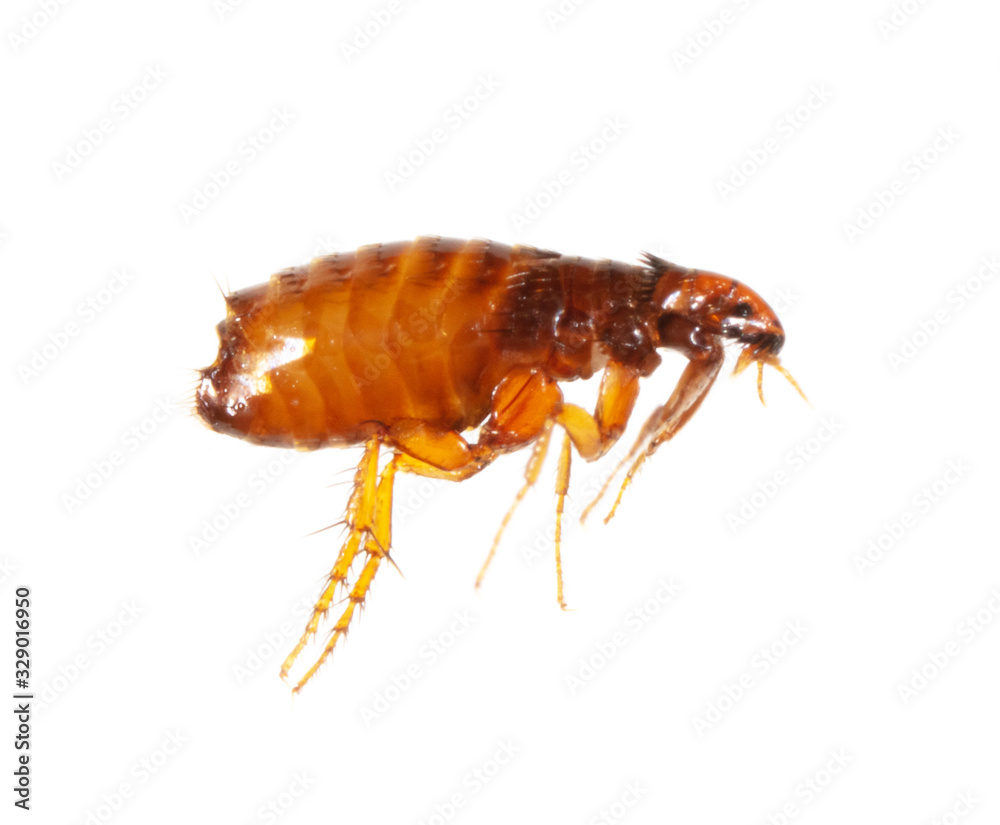 Fototapeta premium Flea isolated on a white background
