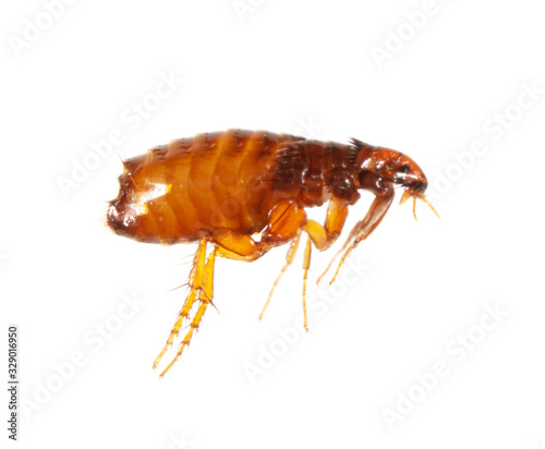 Flea isolated on a white background photo