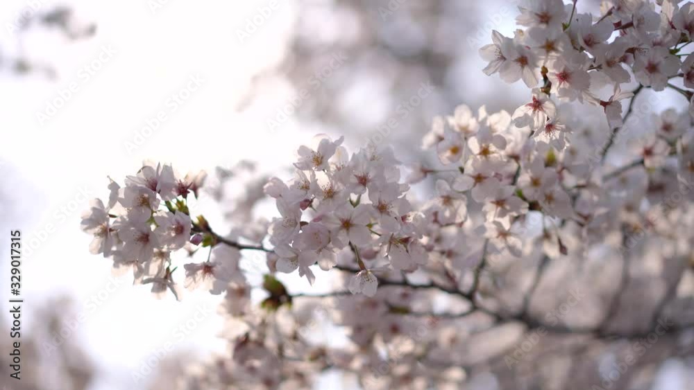 close up perfect full bloom cherry blossom flower, Japanese Asian Culture marco cherry blossom pink Sakura tree at Tokyo, Japan. close up perfect full bloom cherry blossom flower, Japanese Asian Culture marco cherry blossom pink Sakura tree at Tokyo, Japan.