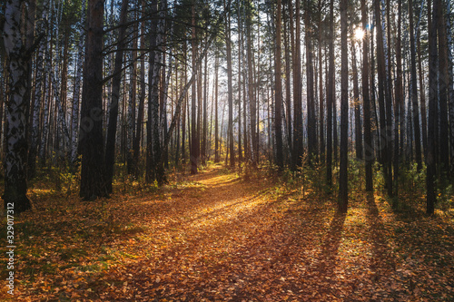 Fototapeta Naklejka Na Ścianę i Meble -  sunny day in a fairy forest. autumn magic forest.