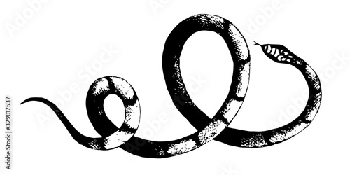 vector  snakes pencil drawing, vintage style graphic black and white, viper, python illustration