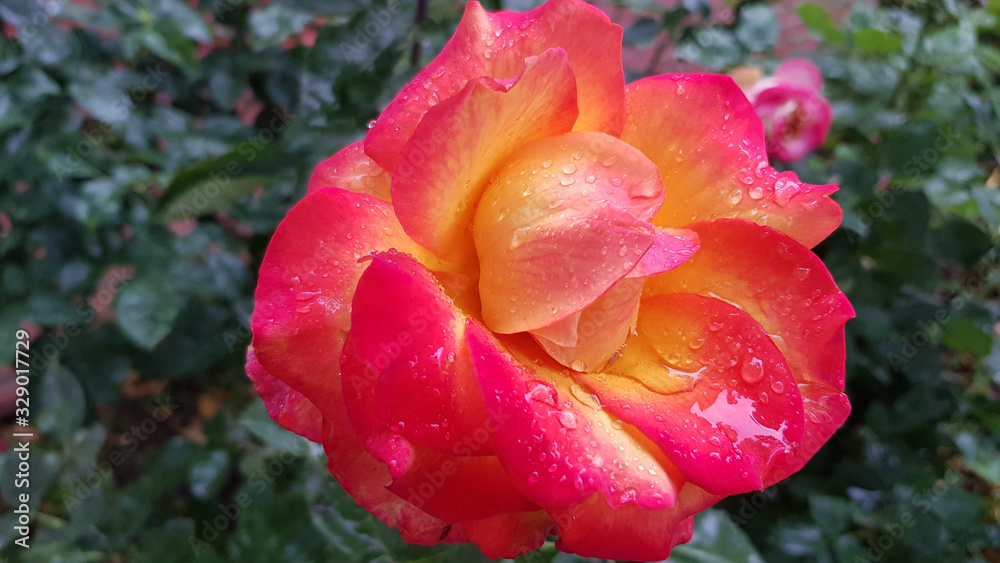 Pink rose in the garden. Beautiful red orange color rose closeup. Rose orange petals with yellow middles with water drops after rain. Rose flower close-up on blurred background of flowerbed. Petals Pink rose in the garden. Beautiful red orange color rose closeup. Rose orange petals with yellow middles with water drops after rain. Rose flower close-up on blurred background of flowerbed. Petals