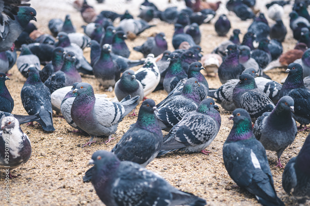 Fototapeta premium flock of pigeons in the city.