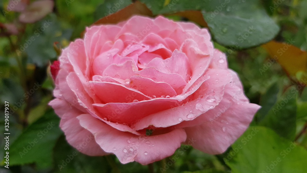 Pink rose in the garden. Luxuriant pink rose flower closeup on green blurry background. Single lush rose with raindrops after summer rain. Beauty of nature in blooming season after rain. Water drops Pink rose in the garden. Luxuriant pink rose flower closeup on green blurry background. Single lush rose with raindrops after summer rain. Beauty of nature in blooming season after rain. Water drops