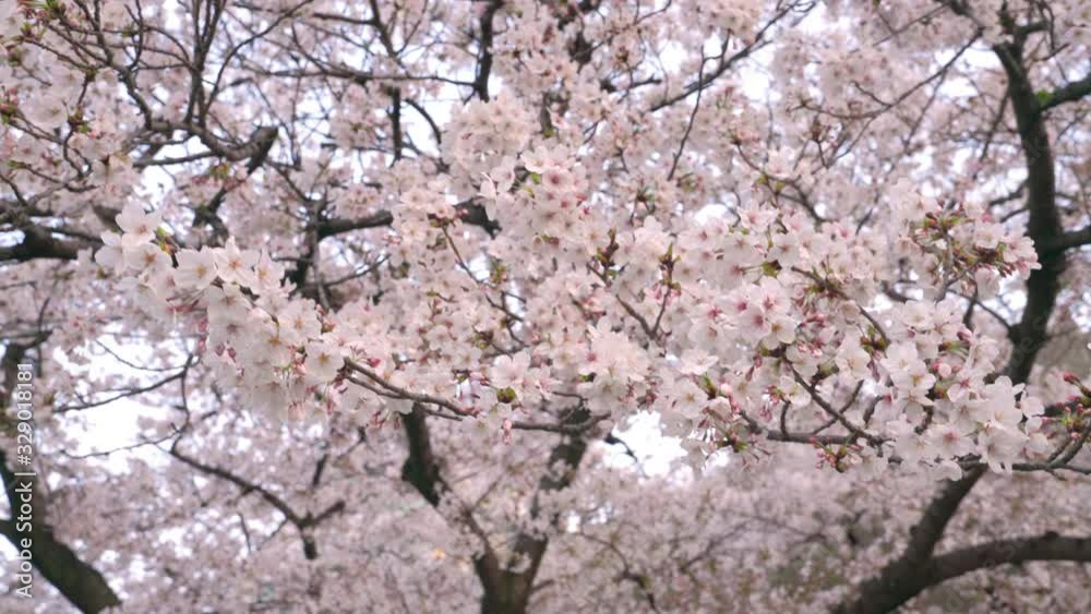 close up perfect full bloom cherry blossom flower, Japanese Asian Culture marco cherry blossom pink Sakura tree at Tokyo, Japan. close up perfect full bloom cherry blossom flower, Japanese Asian Culture marco cherry blossom pink Sakura tree at Tokyo, Japan.