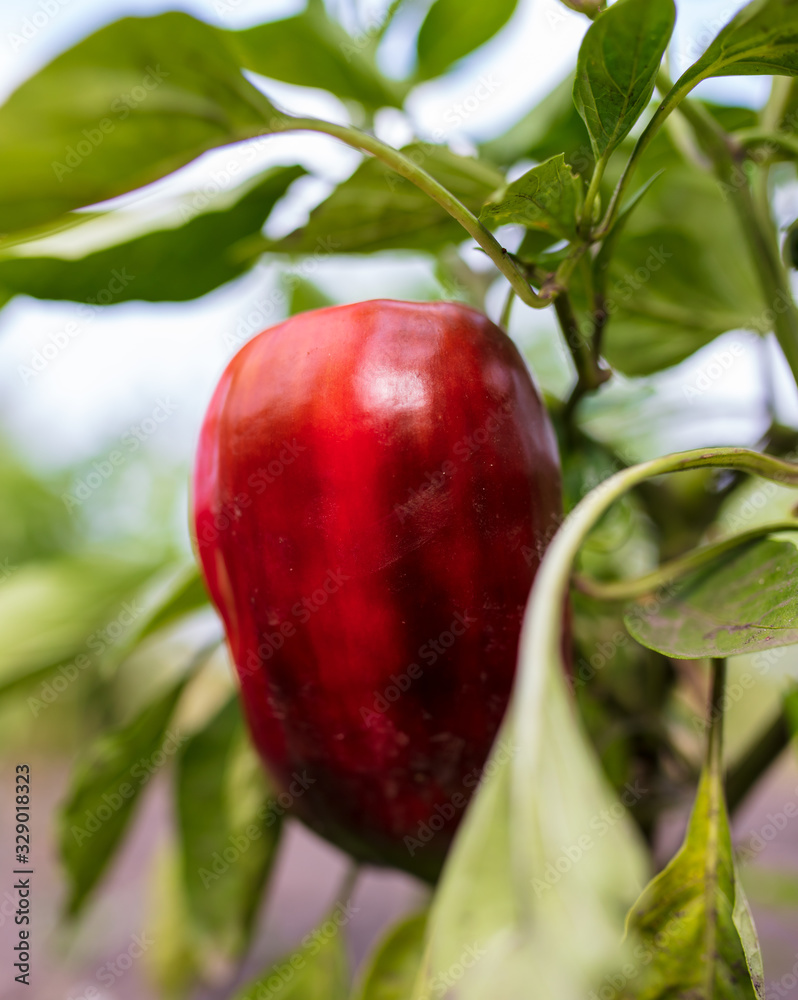 Red paprika on the nature.