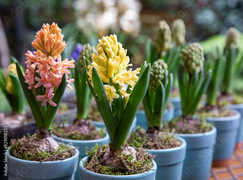 Canvas-taulu Flowering light pink and yellow Hyacinthus orientalis in pots at the garden shop in spring time
