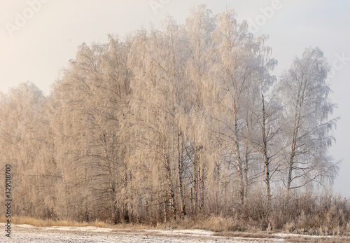 Wallpaper Mural Bare branches of a tree in the snow at dawn in winter Torontodigital.ca