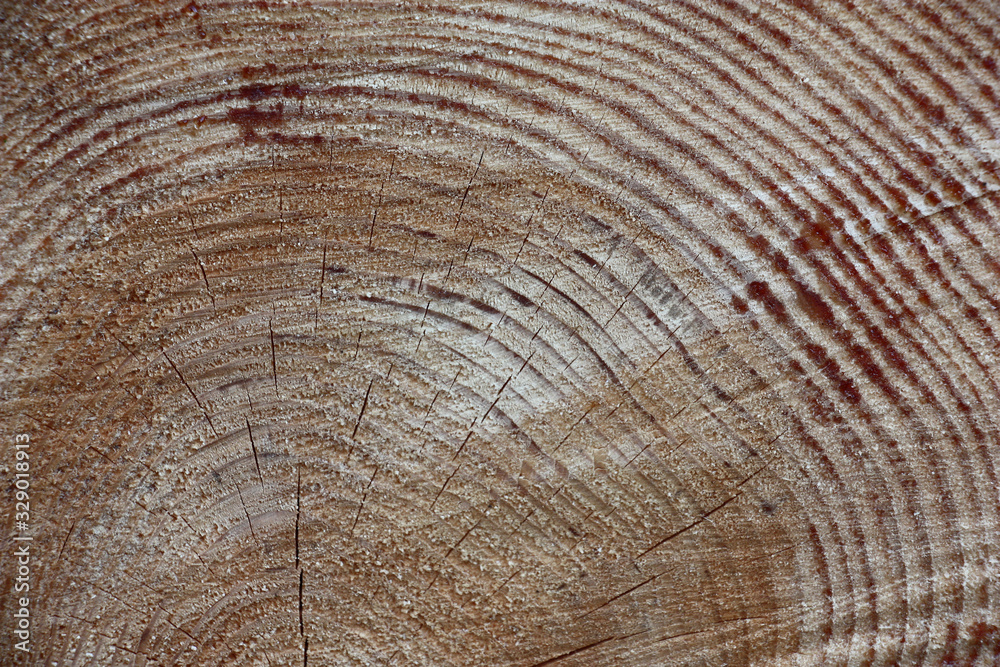 Naklejka premium Accurate saw cut of a trunk of a long-term pine with well visible annual rings and radial cracks.