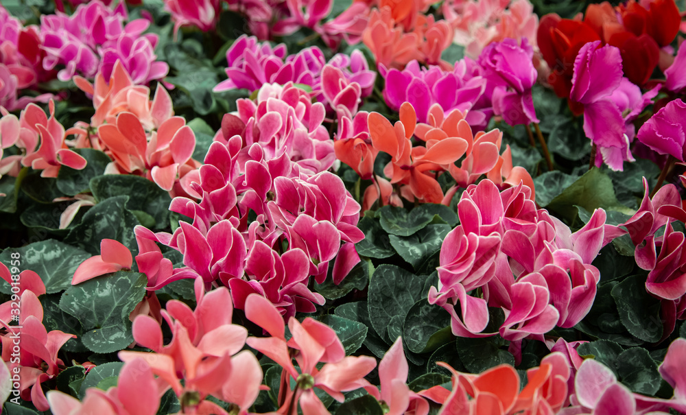 Natural beautiful background with lots of cyclamen. Natural beautiful background with lots of cyclamen.