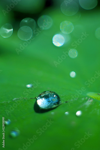 The dewdrops in the pond in the morning appear very clear on the lotus leaves