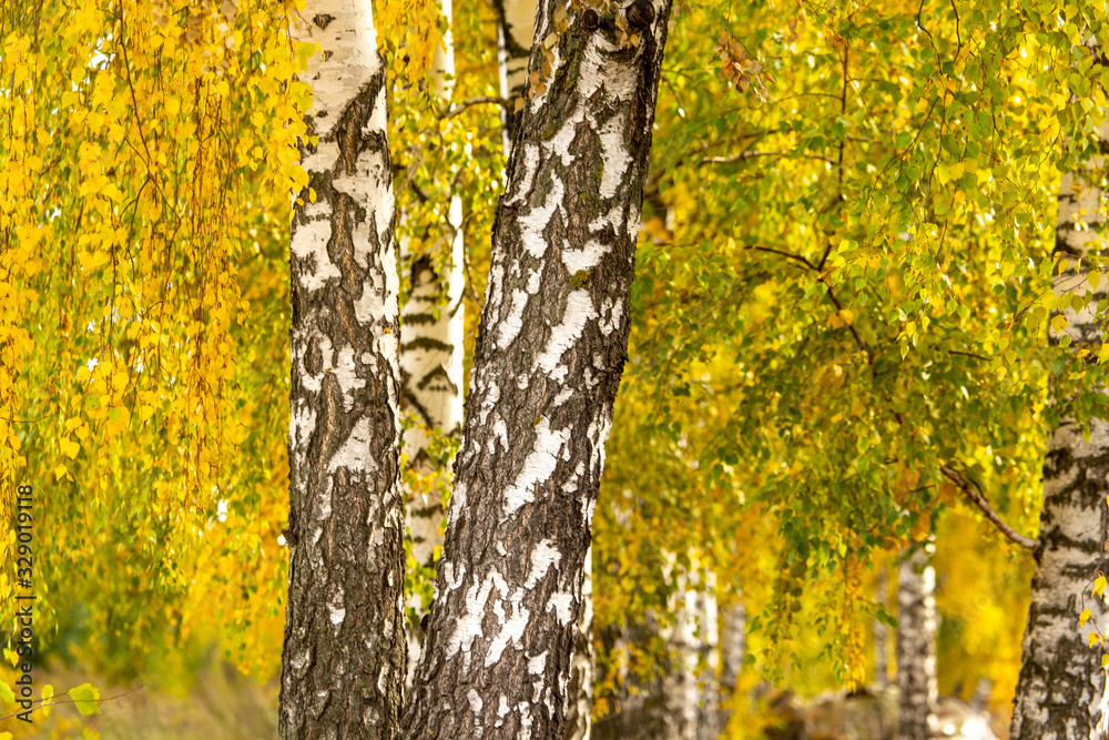 Birch in yellow colors in the fall