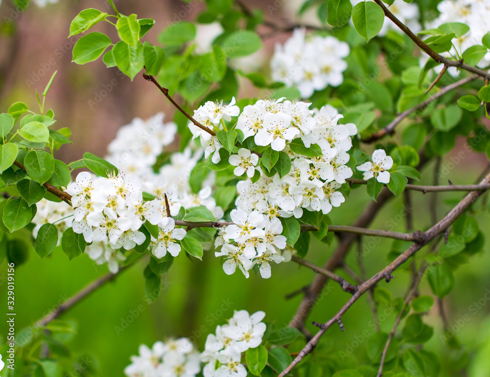 Flowers on pear branches in spring