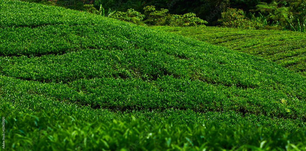 The tea plantations background. lush fields of a terraced farm.