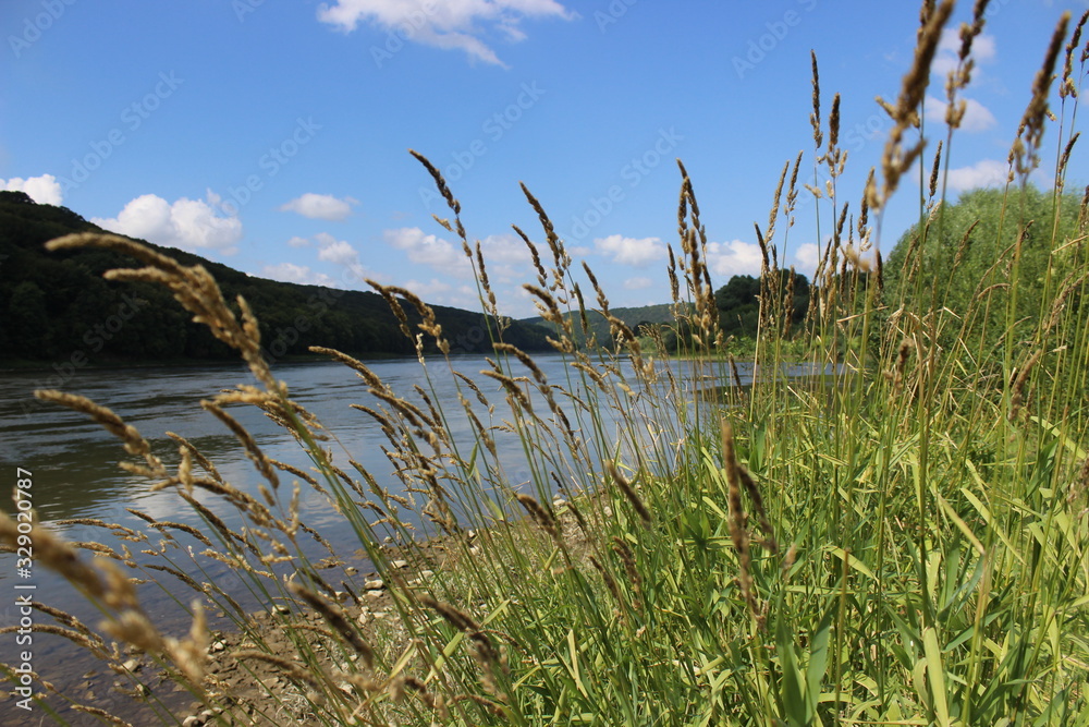 green shore on river background