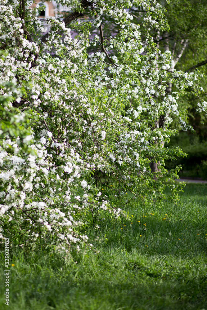 trees of apple, cherry, pear blossom in spring in a city park, garden trees of apple, cherry, pear blossom in spring in a city park, garden