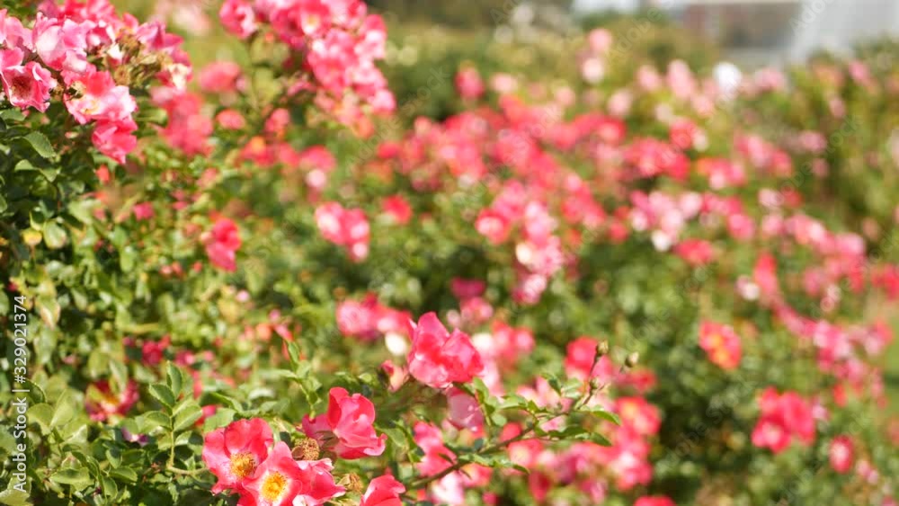 English roses garden. Rosarium Floral background. Tender flowers Blooming, honey bee collects pollen. Close-up of rosary flower bed. Flowering bush, selective focus with insects and delicate petals English roses garden. Rosarium Floral background. Tender flowers Blooming, honey bee collects pollen. Close-up of rosary flower bed. Flowering bush, selective focus with insects and delicate petals