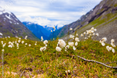 Flowers and mountain view from Gamle Strynefjellsvegen Norway