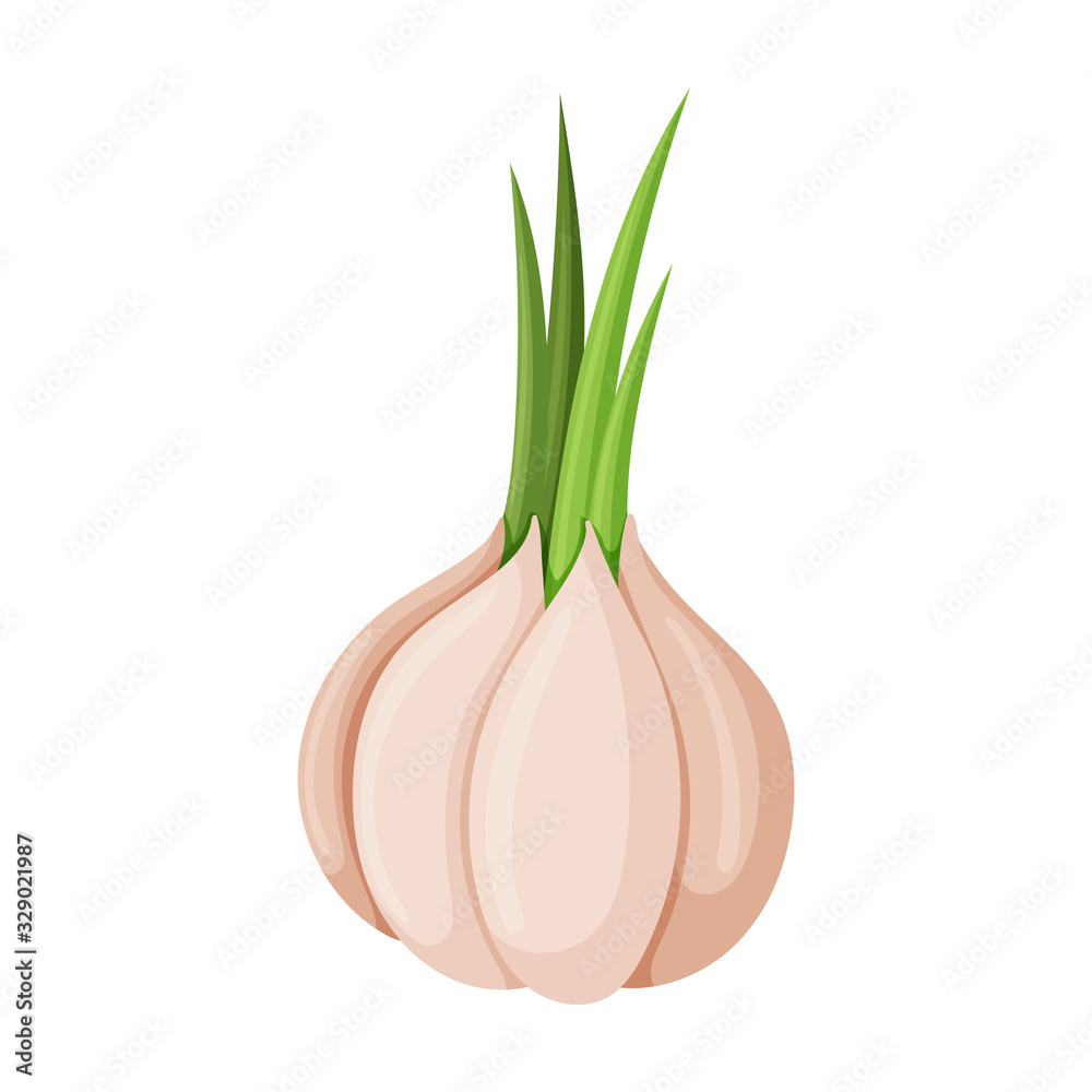 Garlic vector icon.Cartoon vector icon isolated on white background garlic .