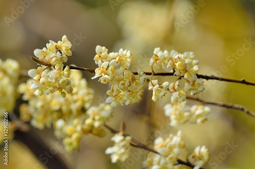  Wild pepper(Litsea cubeba) flower bloom, spire stone in Hsinchu, Taiwan