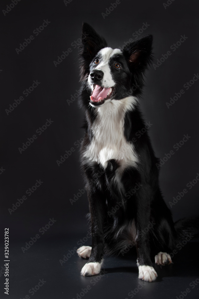 Border Collie puppy 